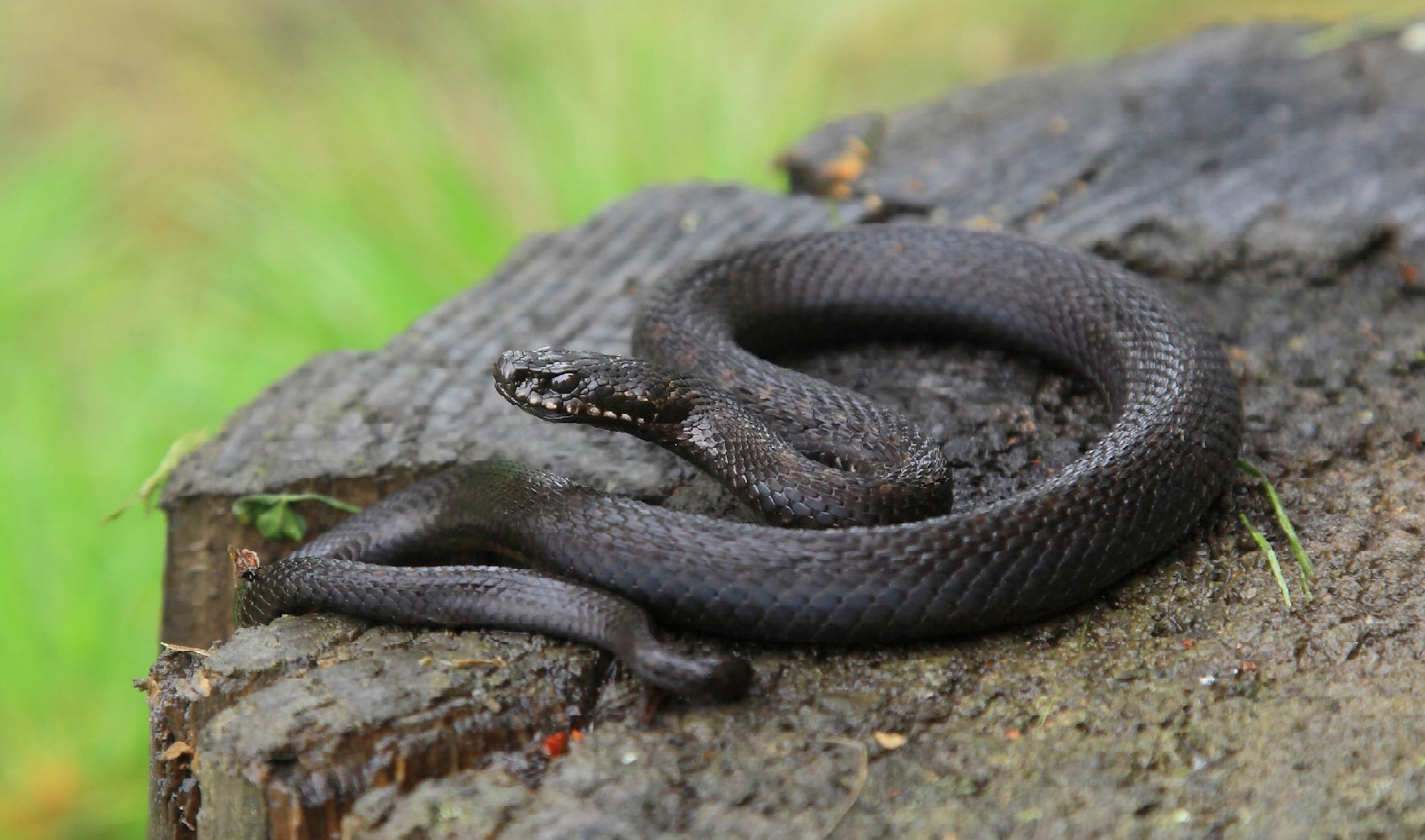 ГАДЮКА ОБЫКНОВЕННАЯ (Vipera berus) - Фауна Беларуси